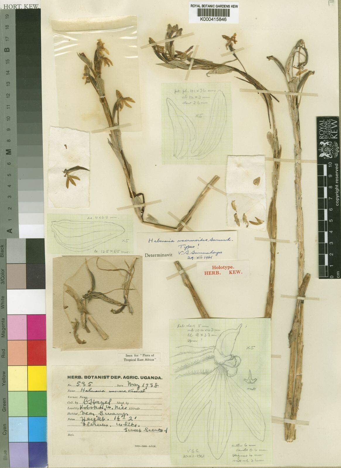 Habenaria macruroides — houseplant care guide