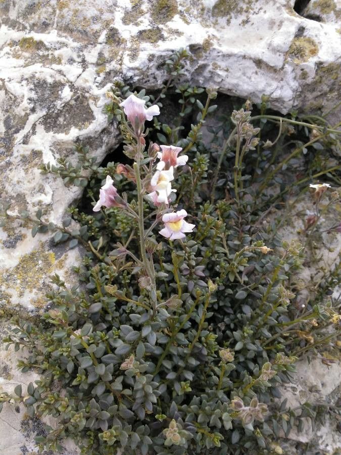 Linaria pedunculata habit