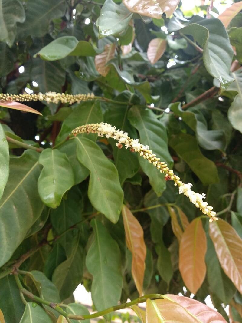 Coccoloba acuminata flower