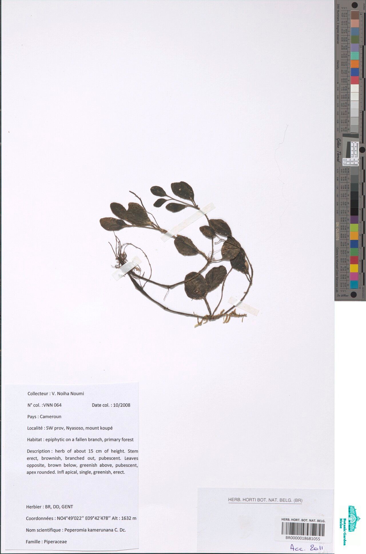 Peperomia kamerunana — houseplant care guide