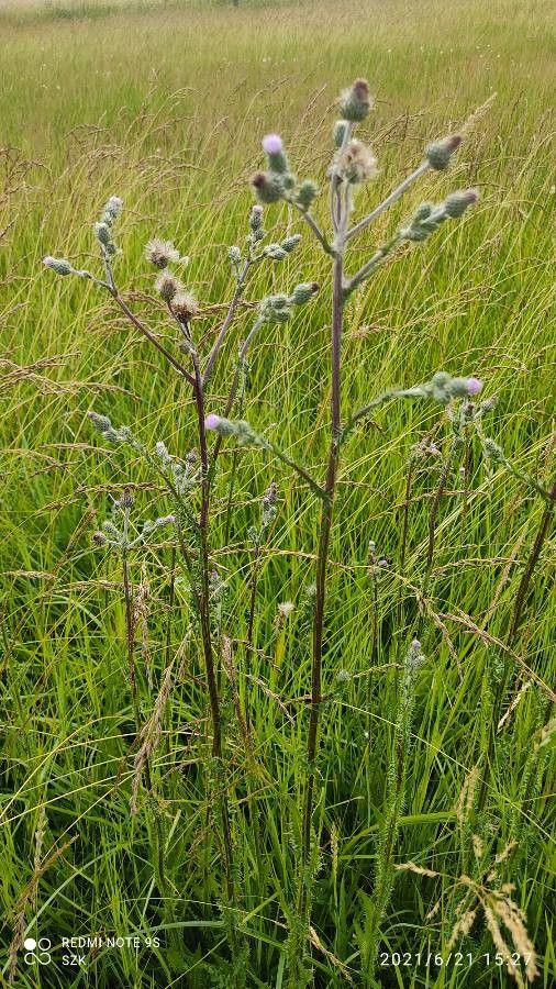 Cirsium brachycephalum flower