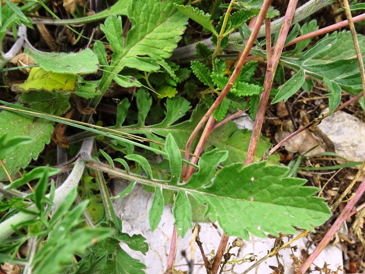 Scabiosa cinerea — houseplant care guide