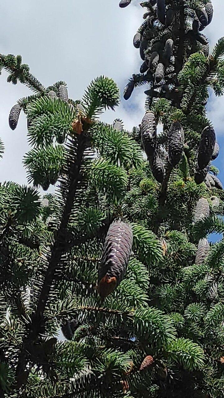 Picea chihuahuana fruit