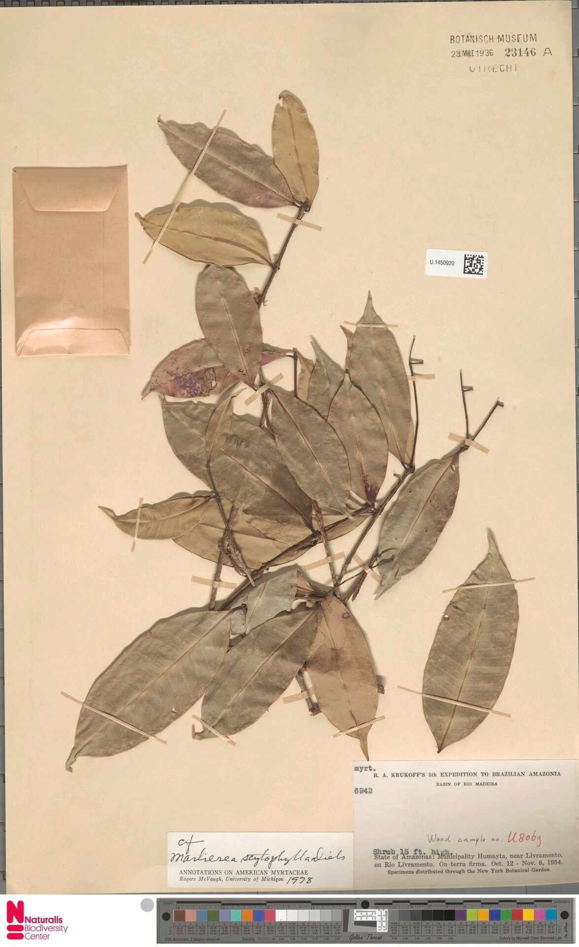 Myrcia scytophylla — houseplant care guide