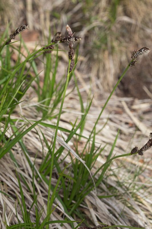 Carex ericetorum — houseplant care guide