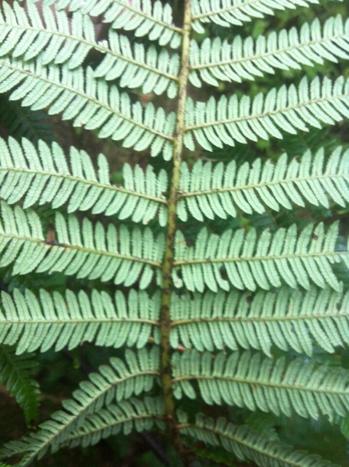 Alsophila hyacinthei — houseplant care guide