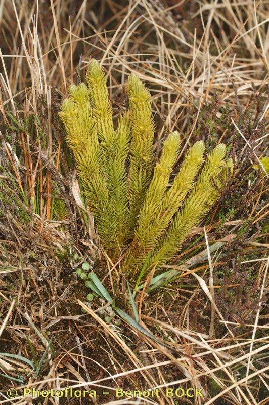 Huperzia suberecta habit
