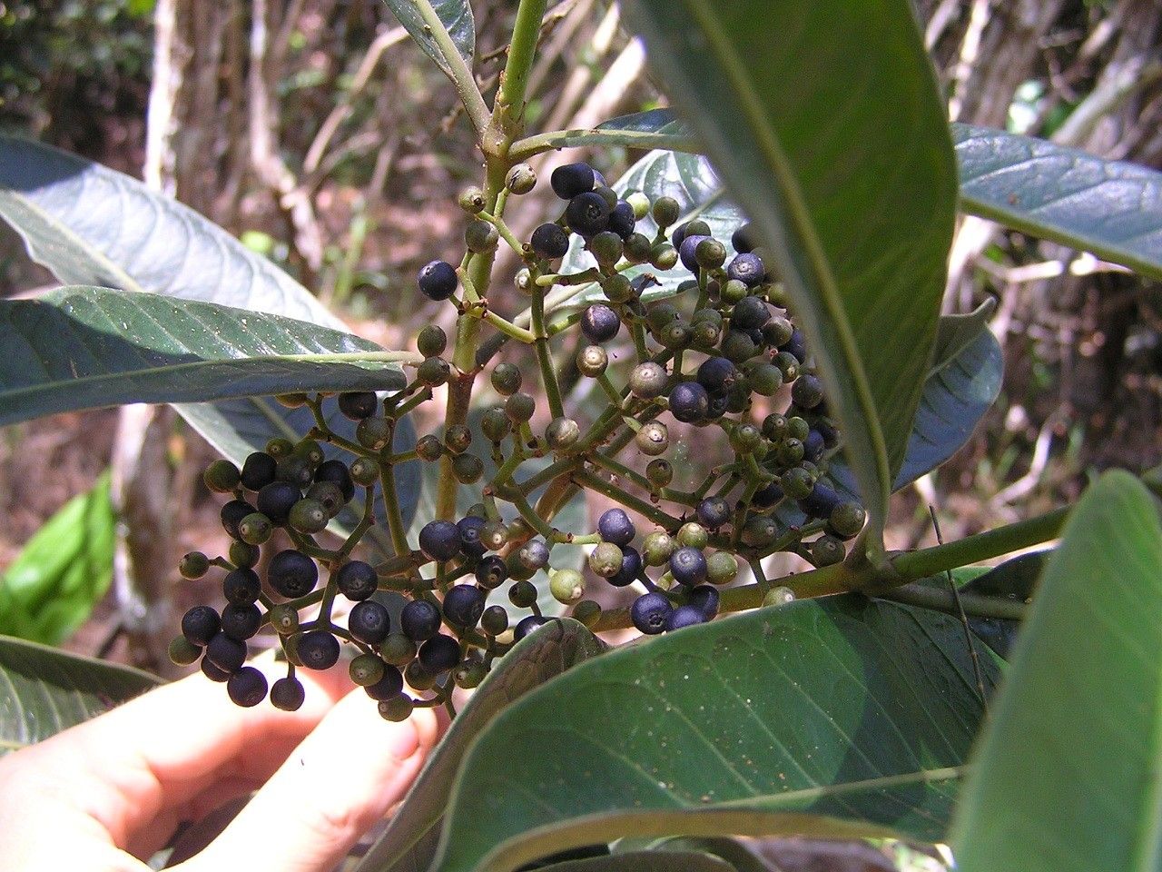 Psychotria oua-tilouensis fruit
