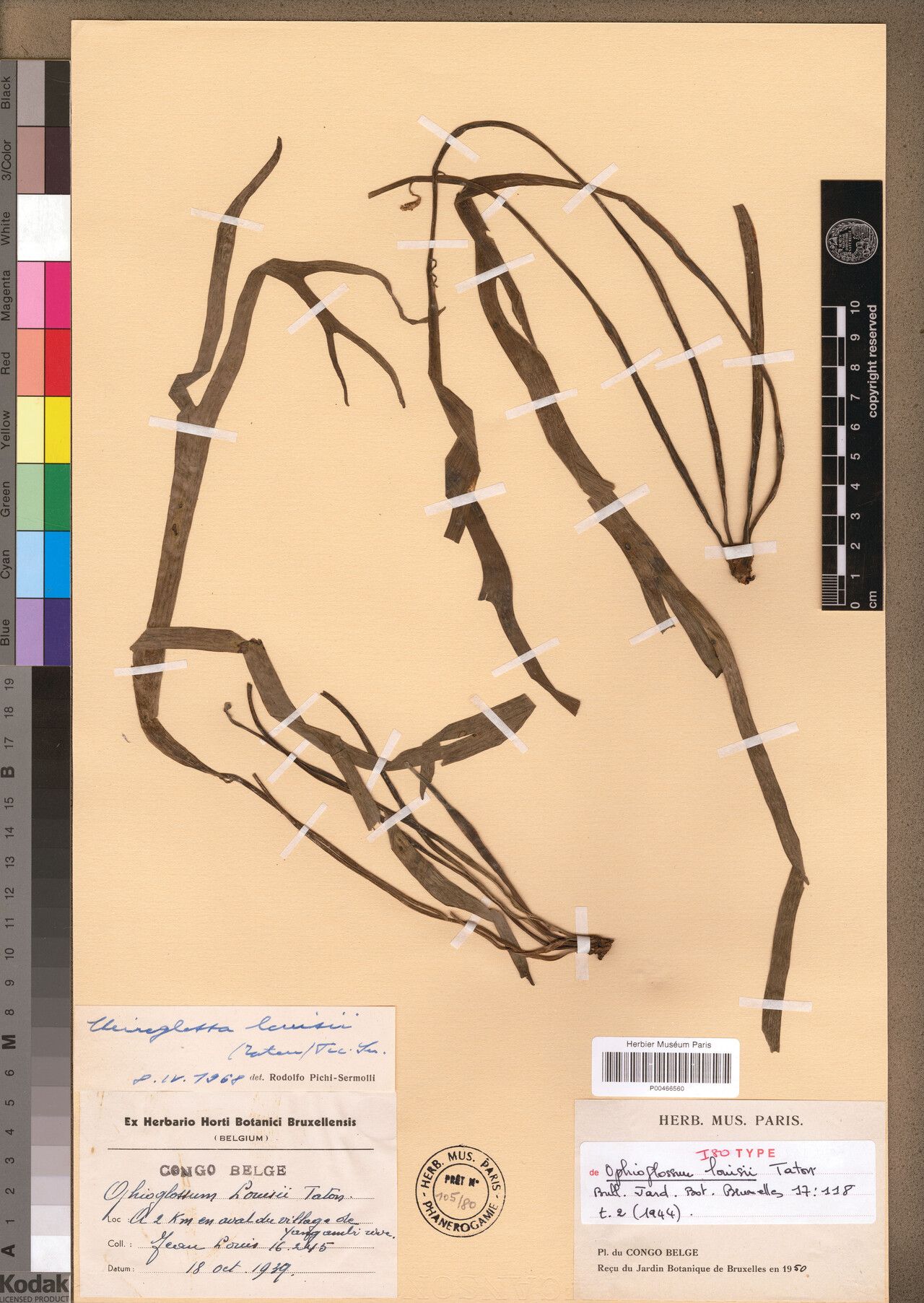 Ophioglossum louisii — houseplant care guide