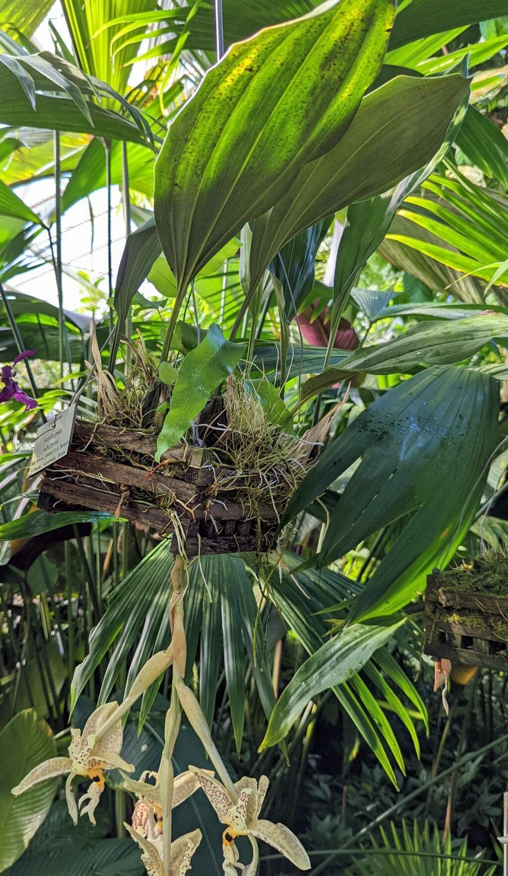 Stanhopea whittenii habit