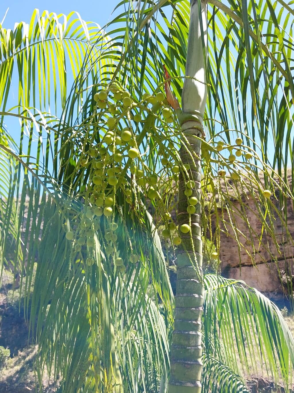 Dypsis onilahensis fruit