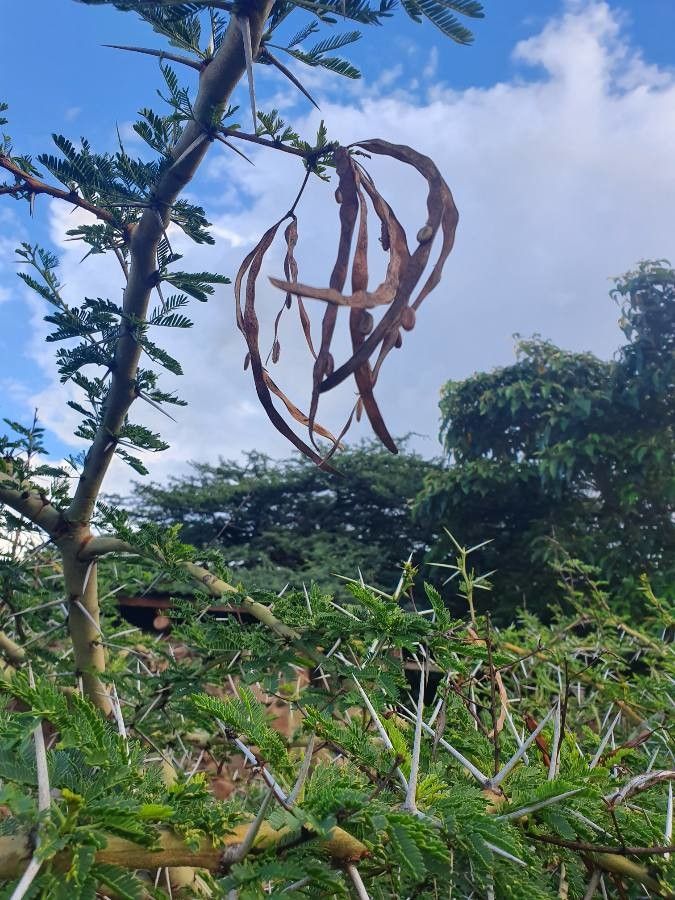 Acacia seyal fruit
