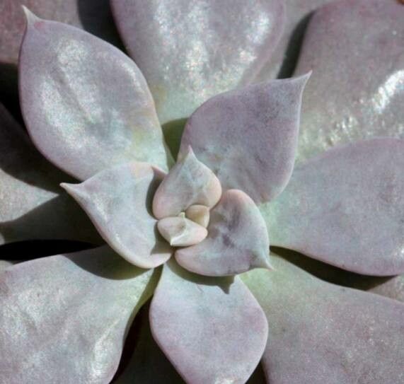 Echeveria trianthina — search result for 'Echeveria'