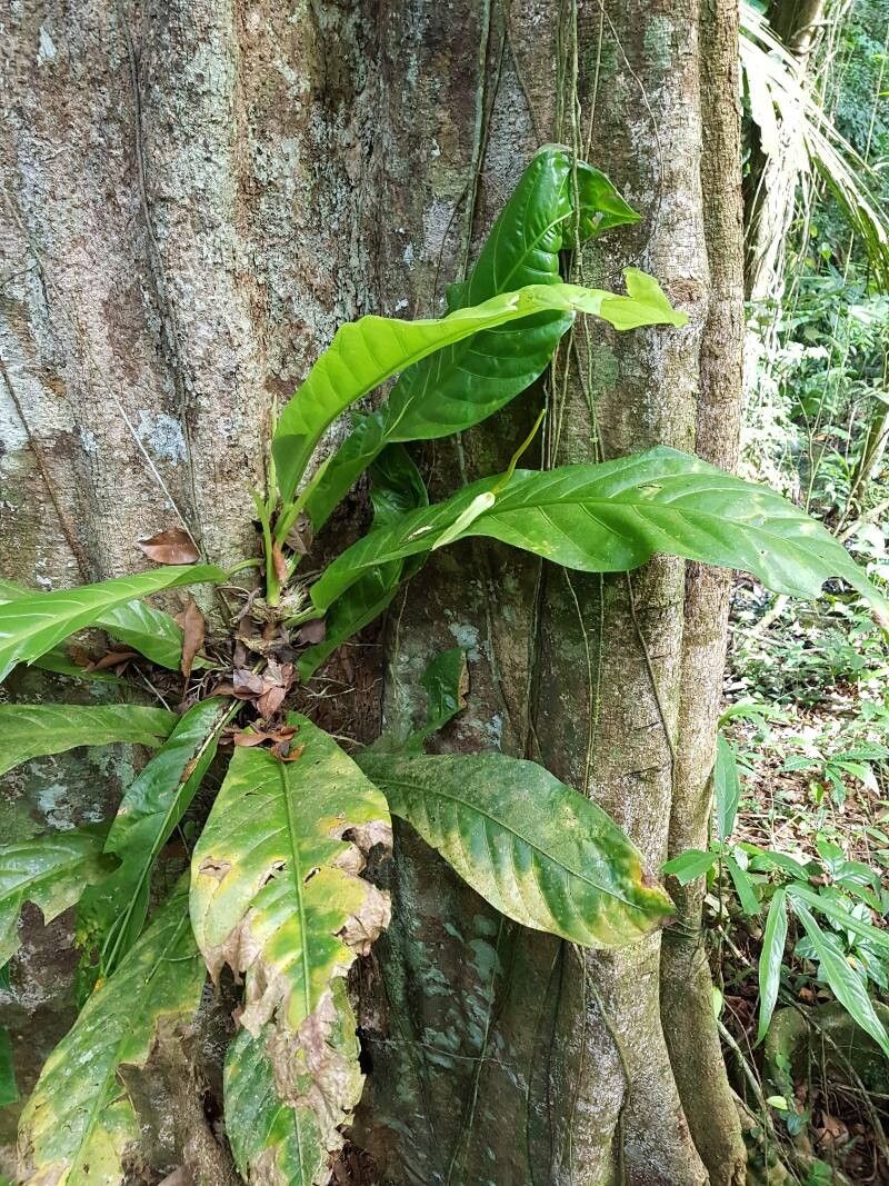 Anthurium fatoense habit