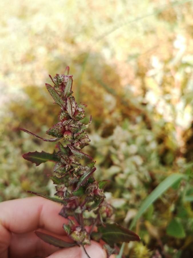 Atriplex glabriuscula flower