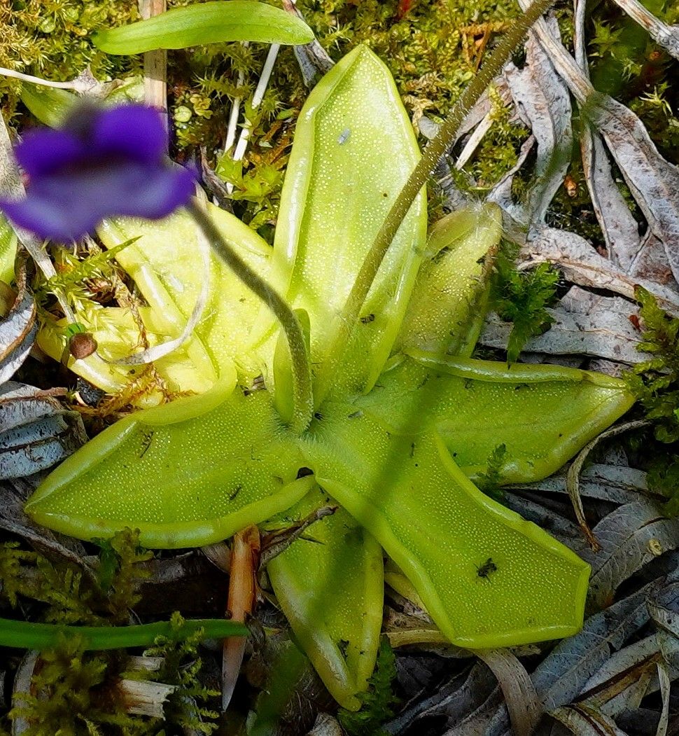 Pinguicula vulgaris — search result for 'Lentibulariaceae'