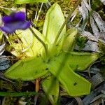 Pinguicula vulgaris