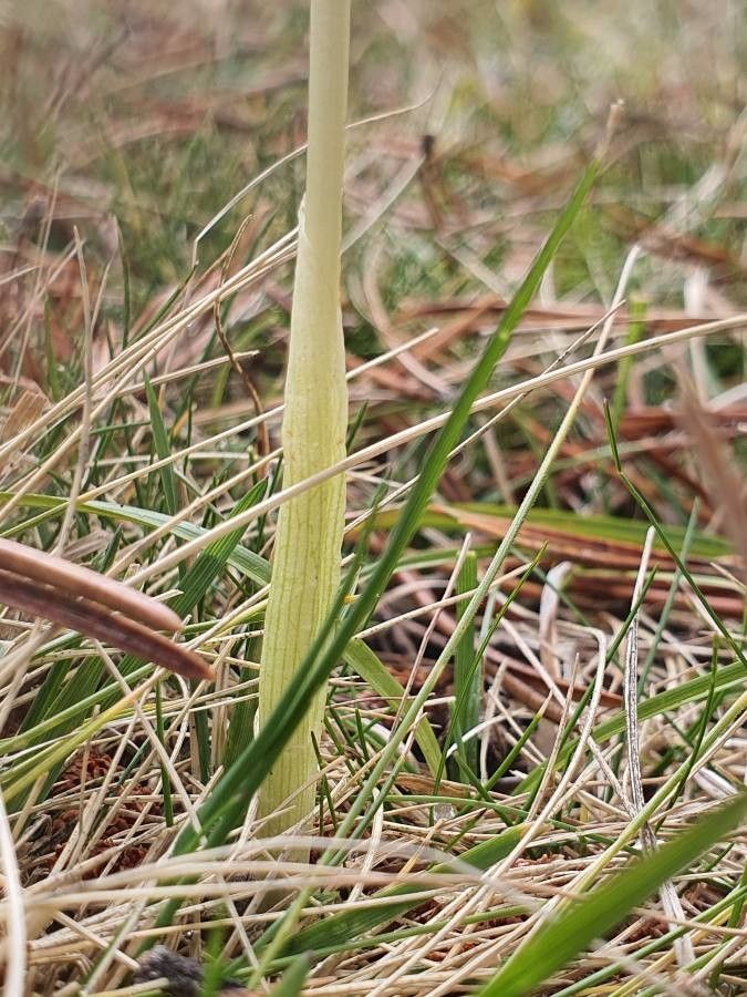 Crocus nudiflorus bark