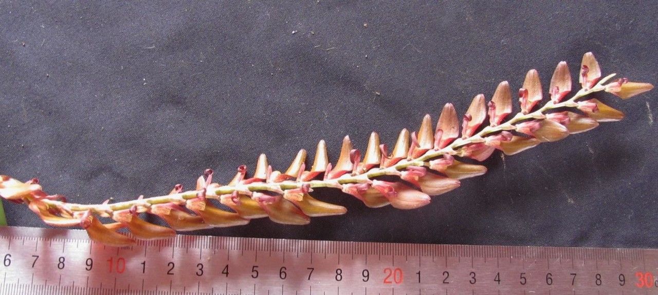 Stelis gigantea fruit