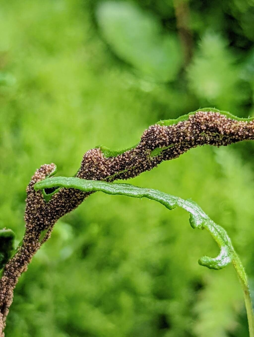 Tectaria zeylanica fruit