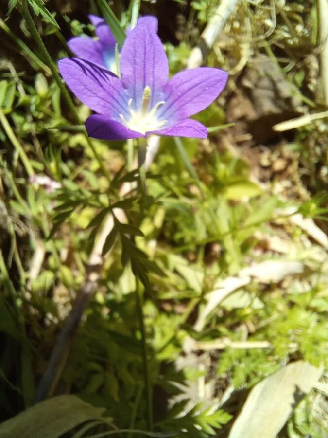 Campanula retrorsa — houseplant care guide