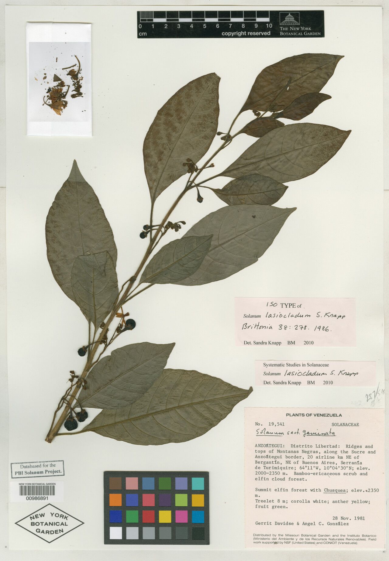 Solanum lasiocladum — houseplant care guide