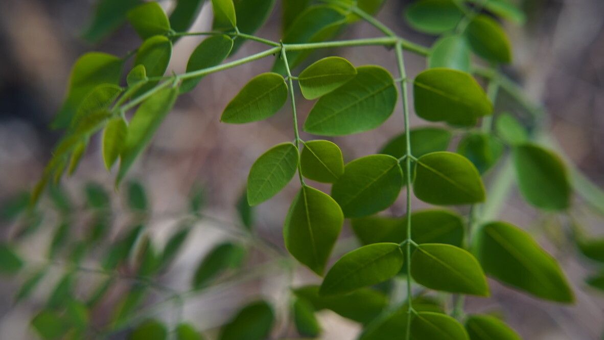 Moringa stenopetala — search result for 'Moringa'