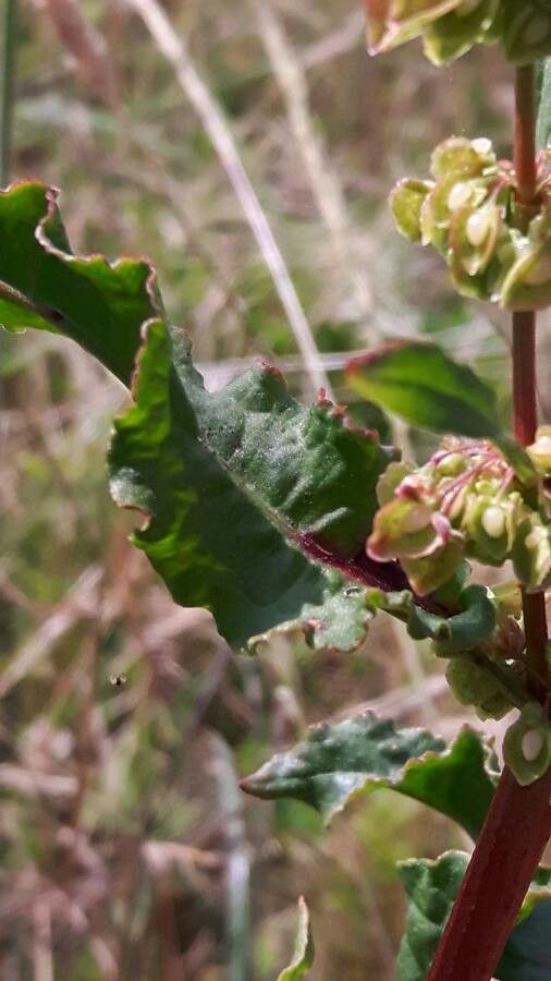 Rumex aquitanicus — houseplant care guide