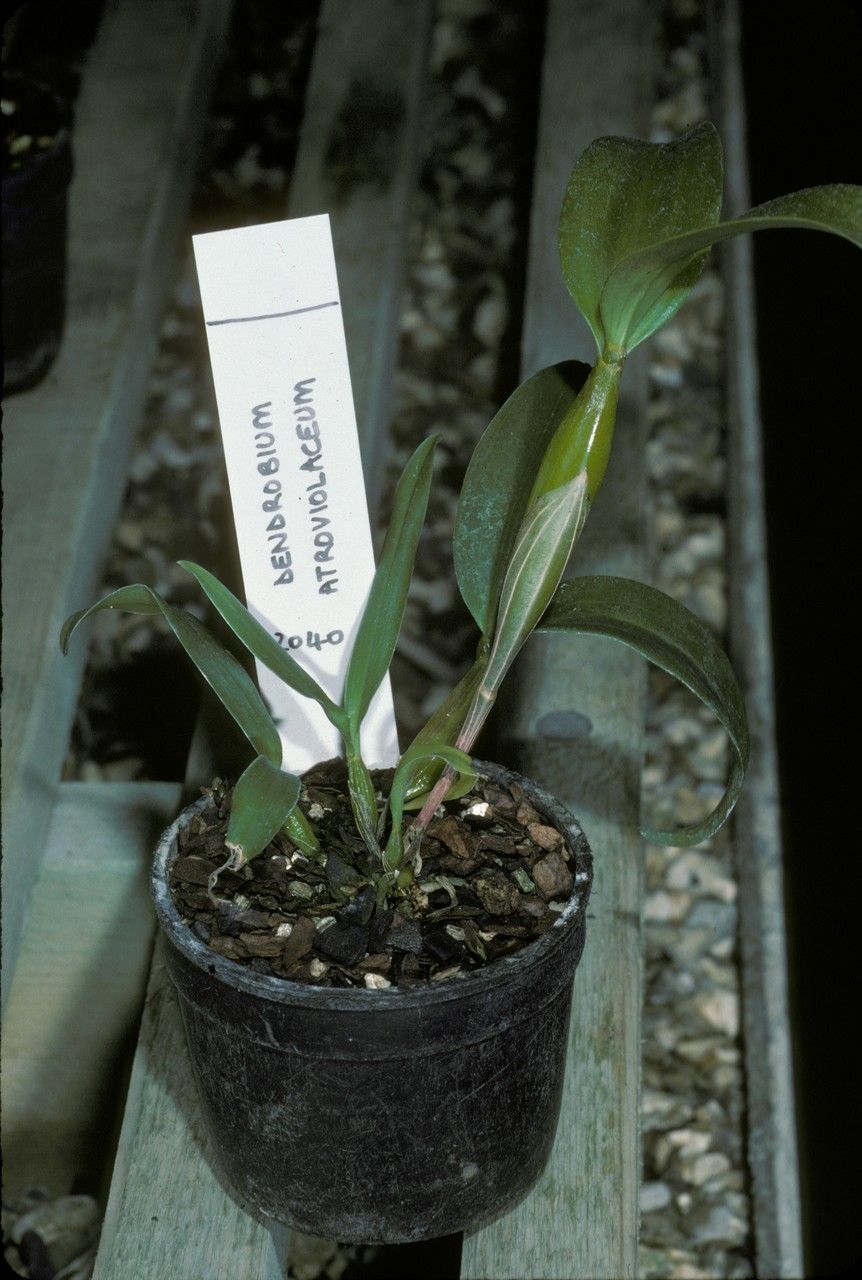 Dendrobium atroviolaceum habit