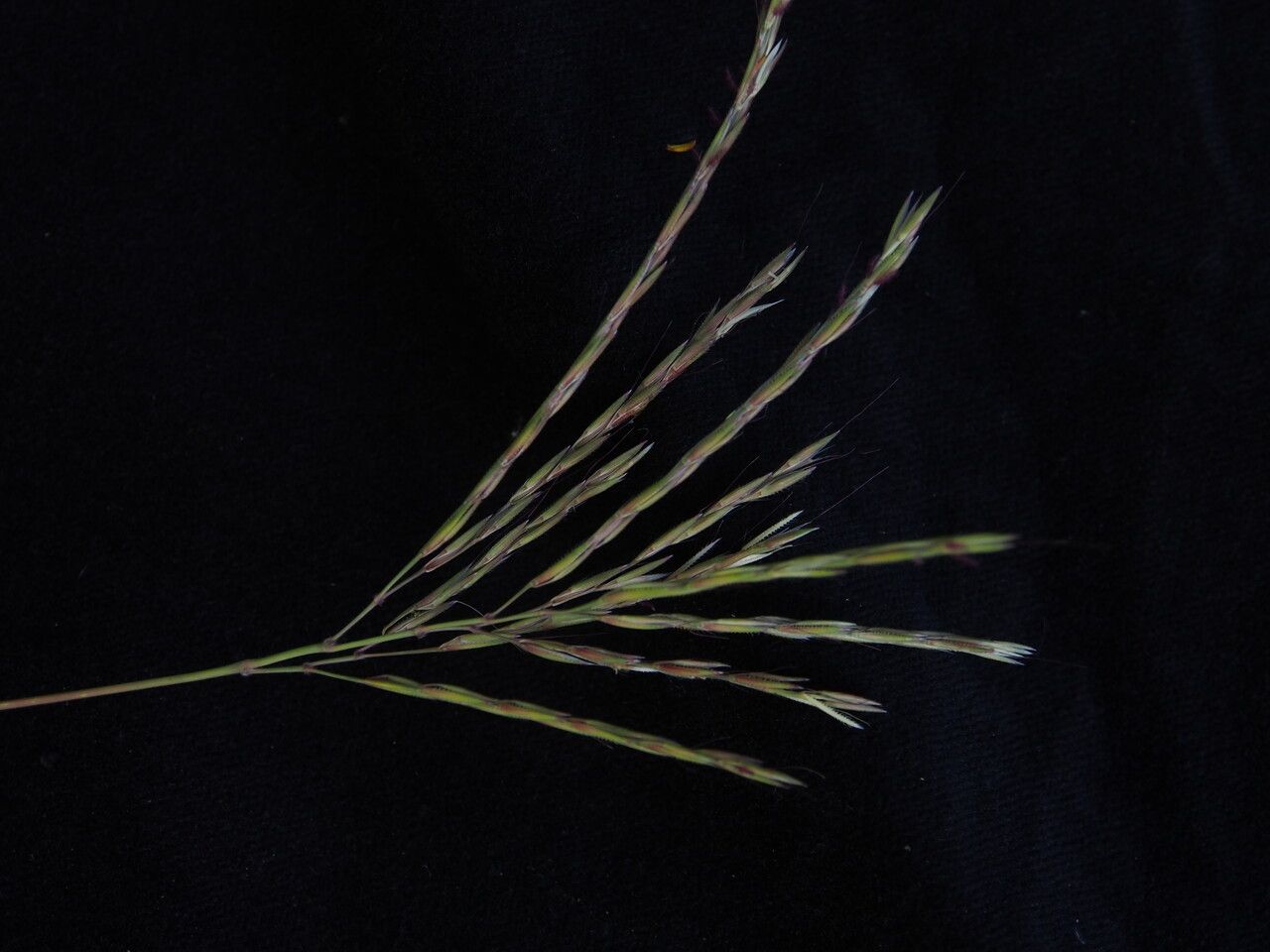 Arthraxon prionodes habit
