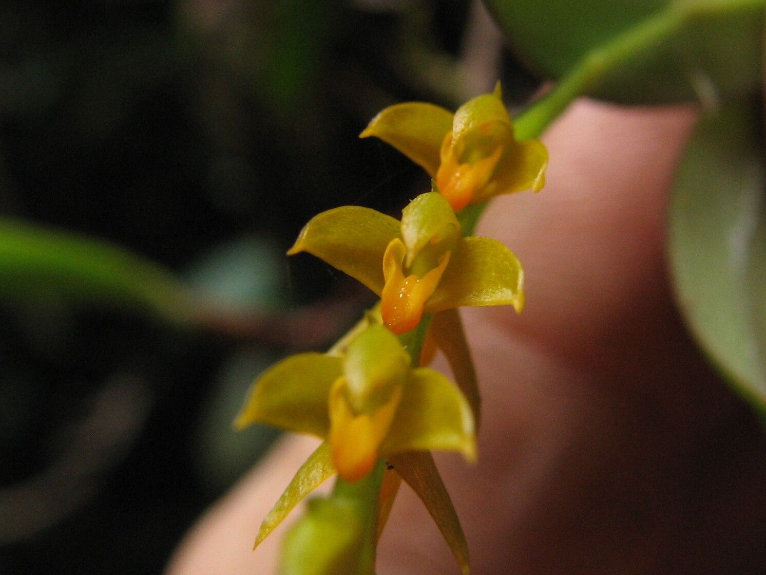 Bulbophyllum fuscum — houseplant care guide