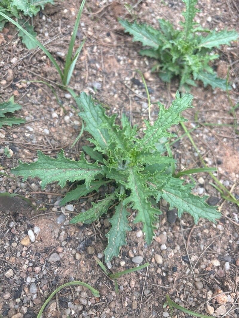 Verbascum prunellii — search result for 'Verbascum'