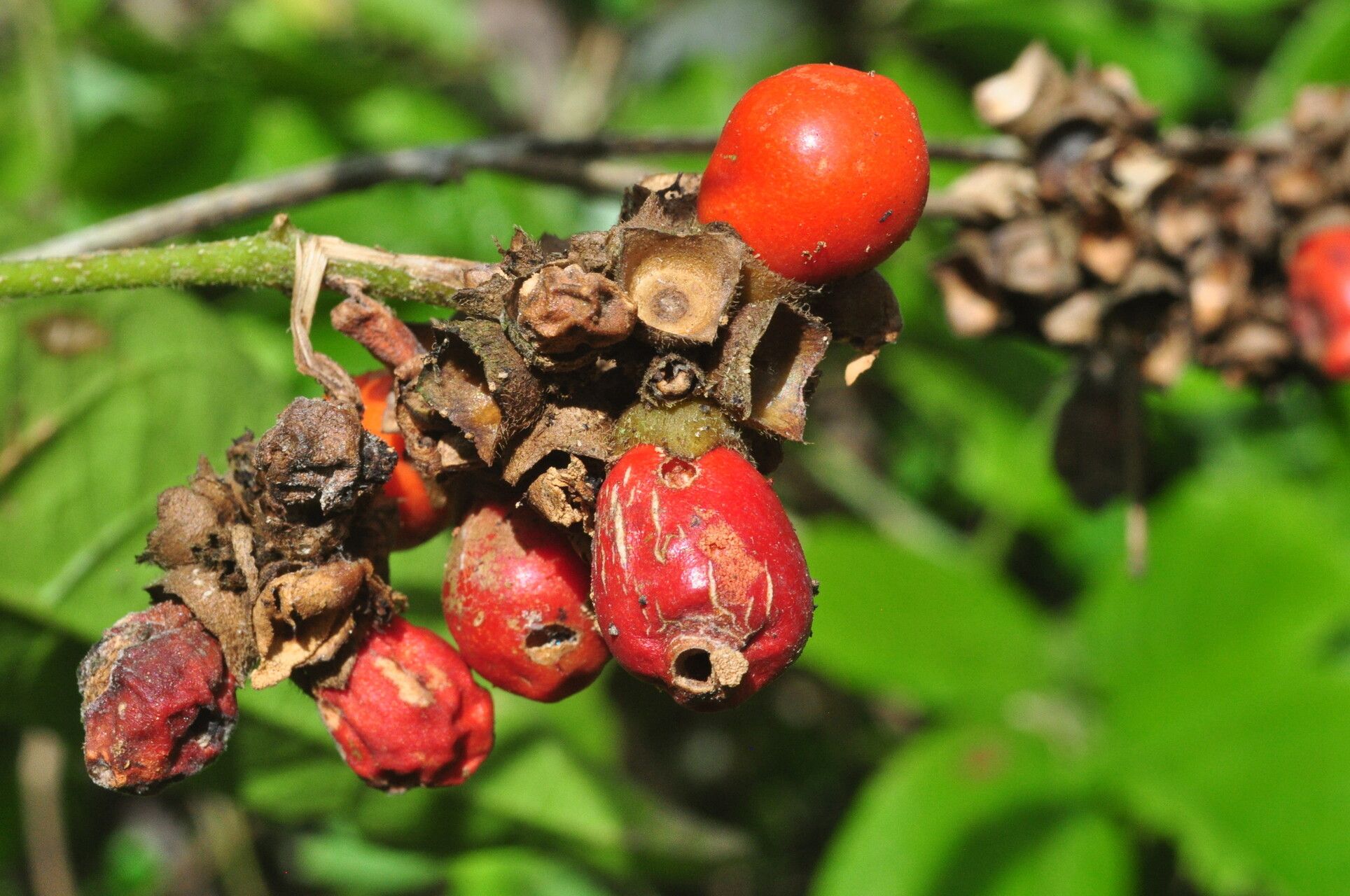 Aegiphila vitelliniflora fruit