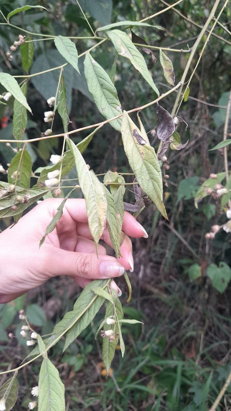 Lepidaploa canescens — houseplant care guide