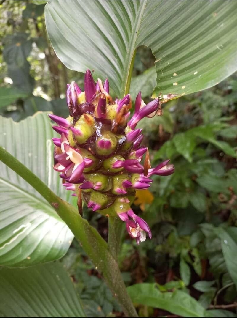 Goeppertia latifolia flower