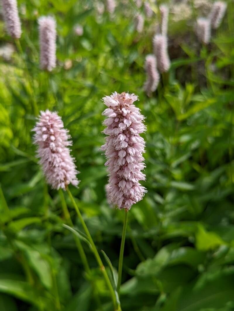 Persicaria bistorta flower