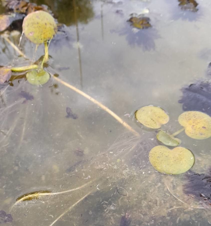 Limnobium laevigatum habit