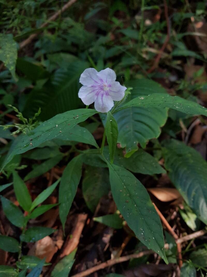 Ruellia golfodulcensis leaf