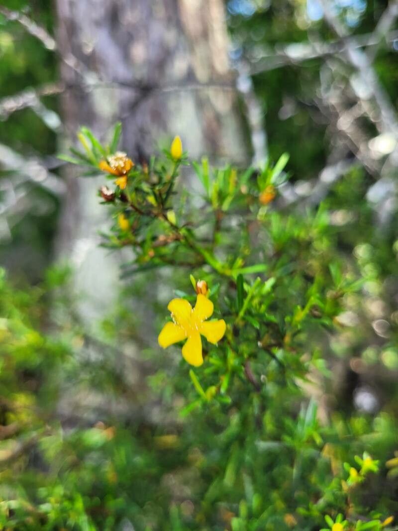 Hypericum fasciculatum flower