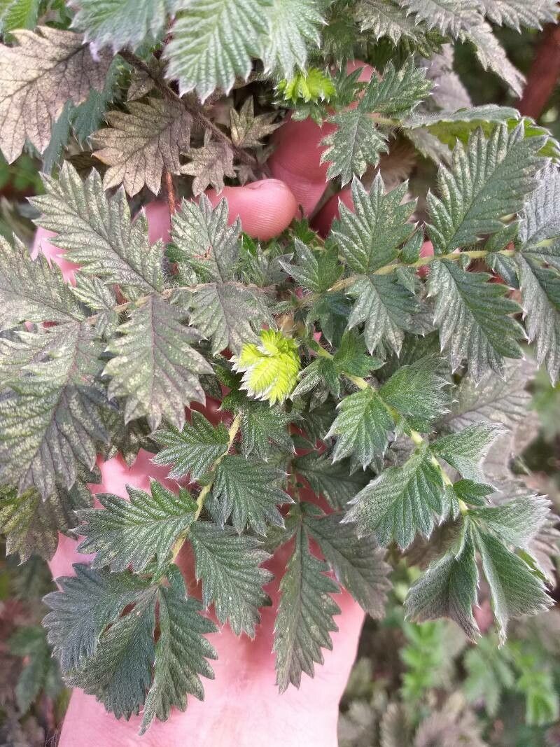 Leucosidea sericea leaf