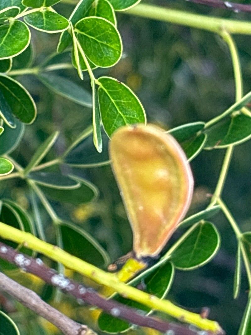 Caesalpinia vesicaria fruit