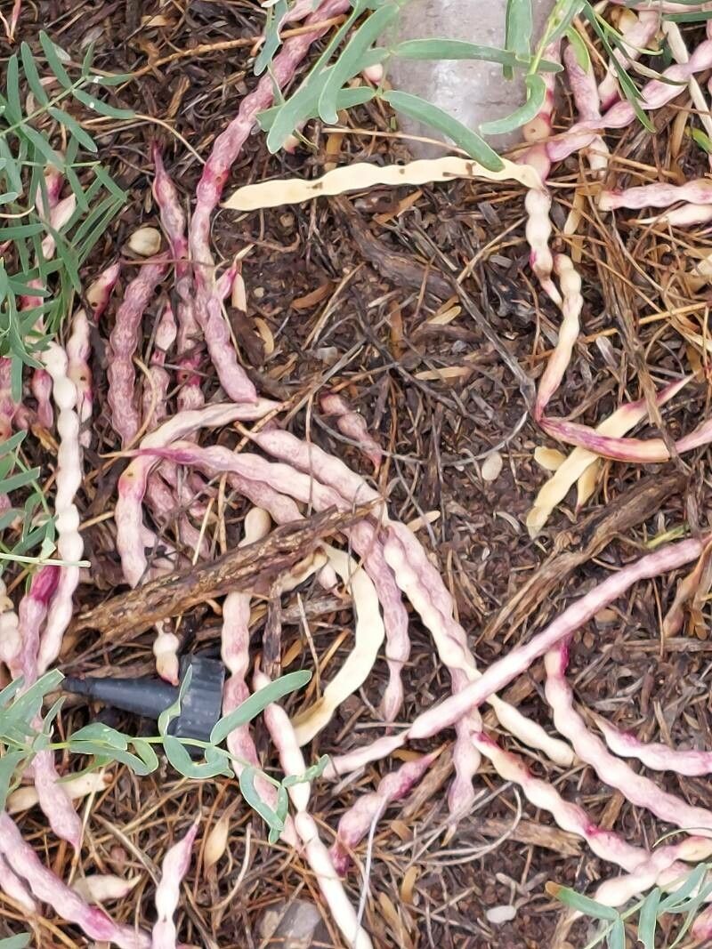 Prosopis laevigata fruit
