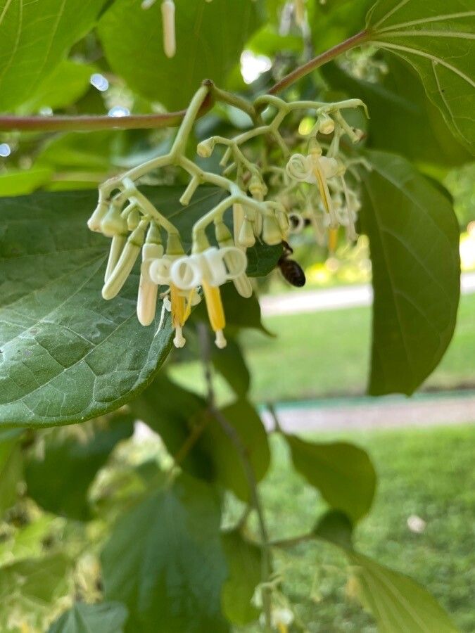 Alangium chinense flower