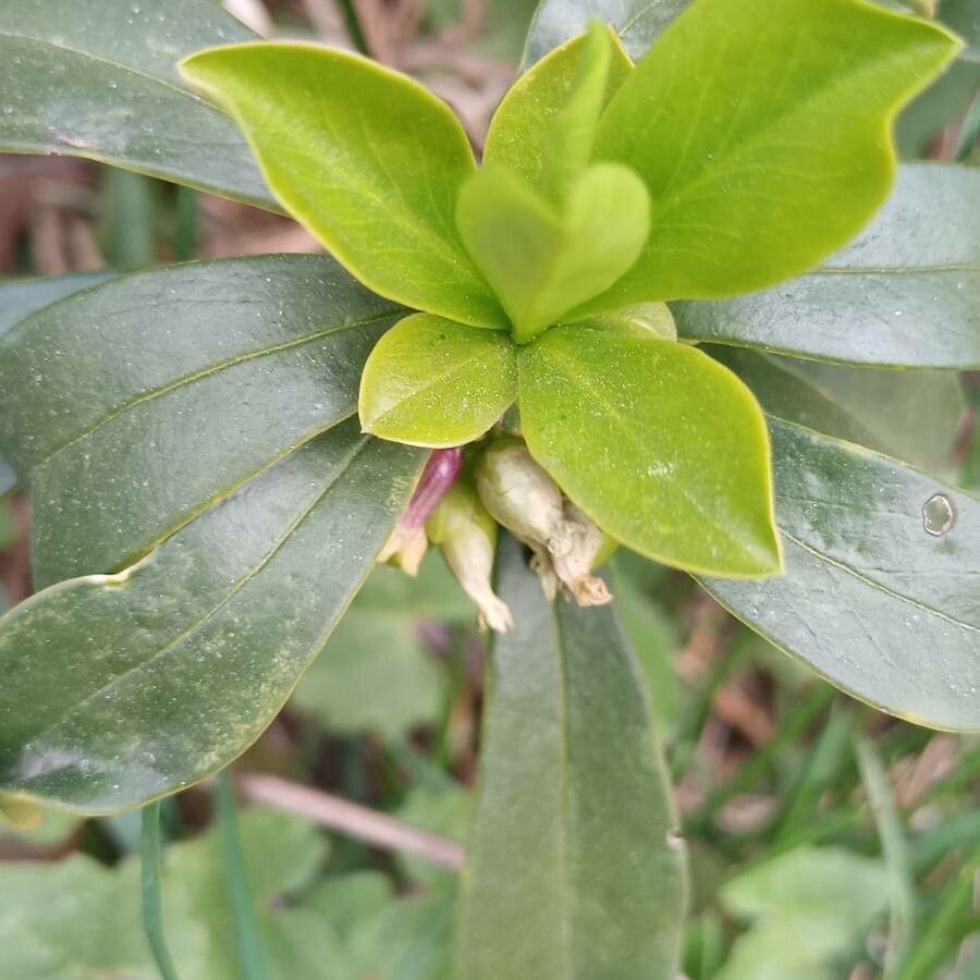 Daphne tangutica fruit