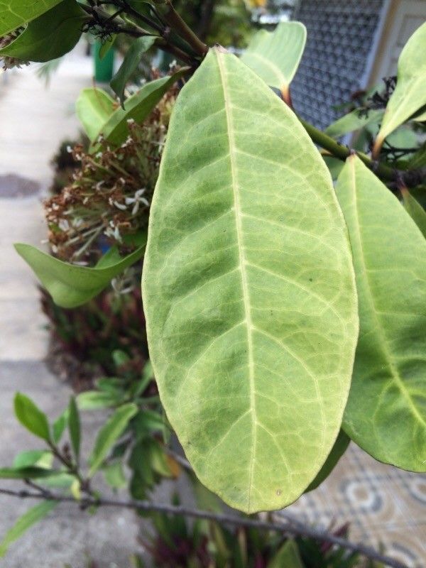 Ixora finlaysoniana — search result for 'Ixora'