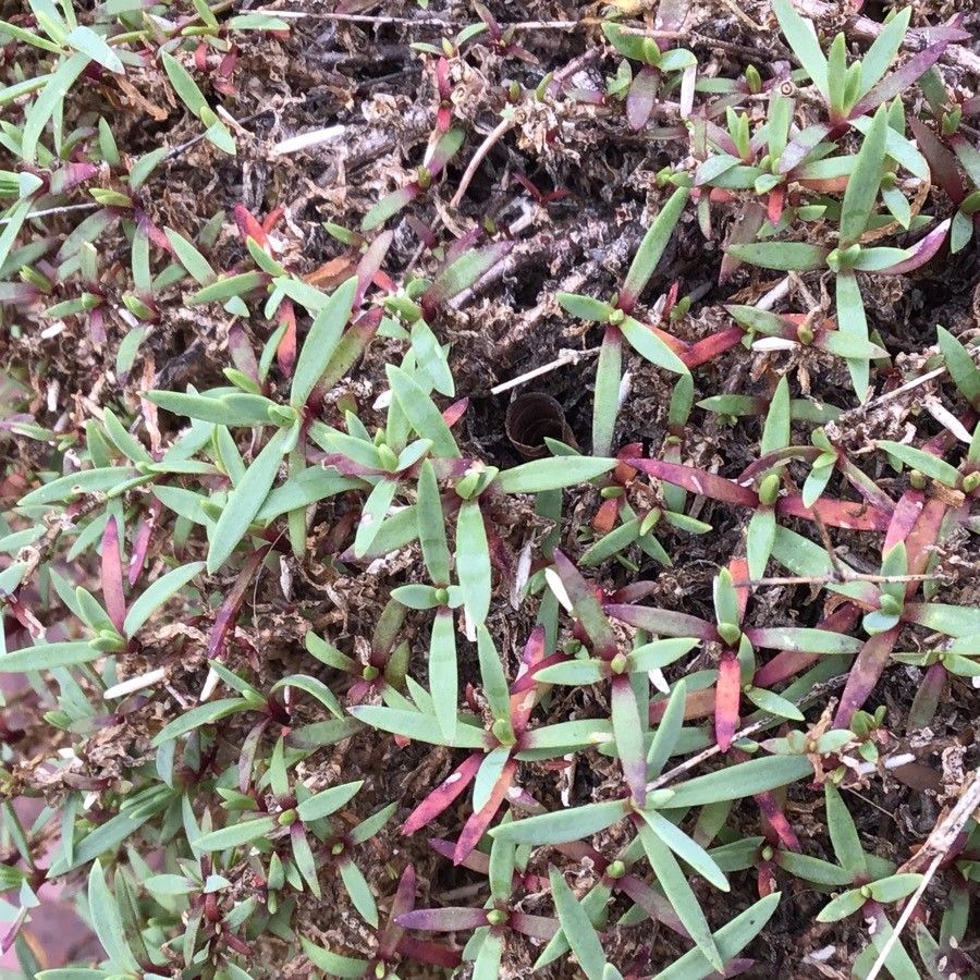 Gypsophila Repens leaf