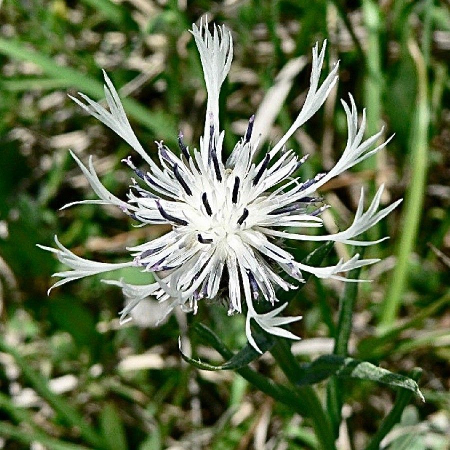 Cyanus lugdunensis flower