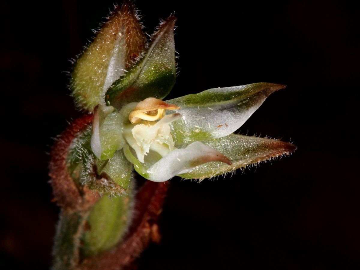 Anoectochilus subregularis — houseplant care guide