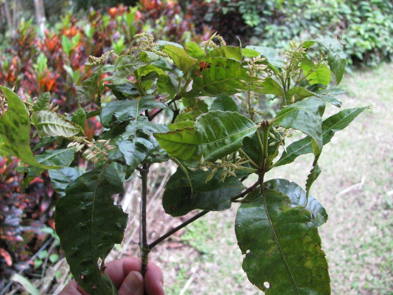 Weinmannia laurina other