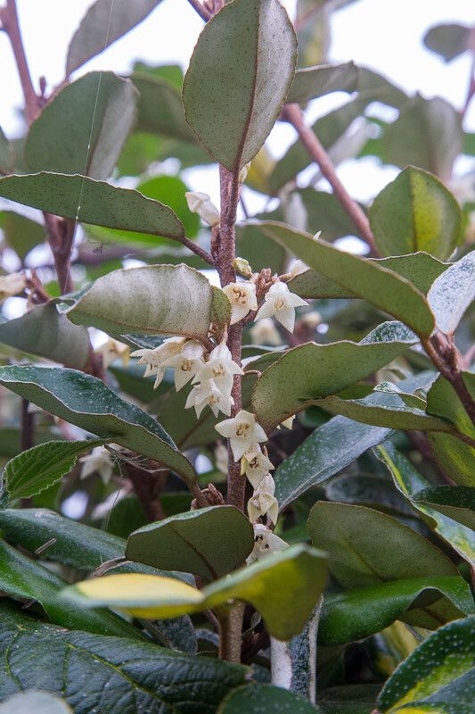 Elaeagnus × submacrophylla flower